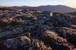 Diapensia Bloom in the Pemigewasset Wilderness