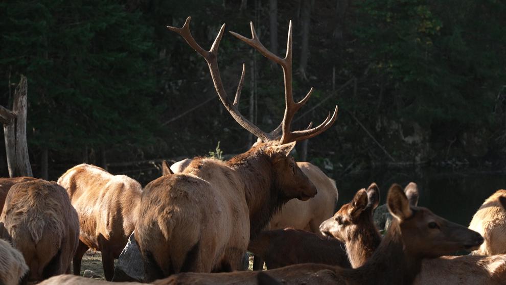 Canada, à la conquête du rêve québécois