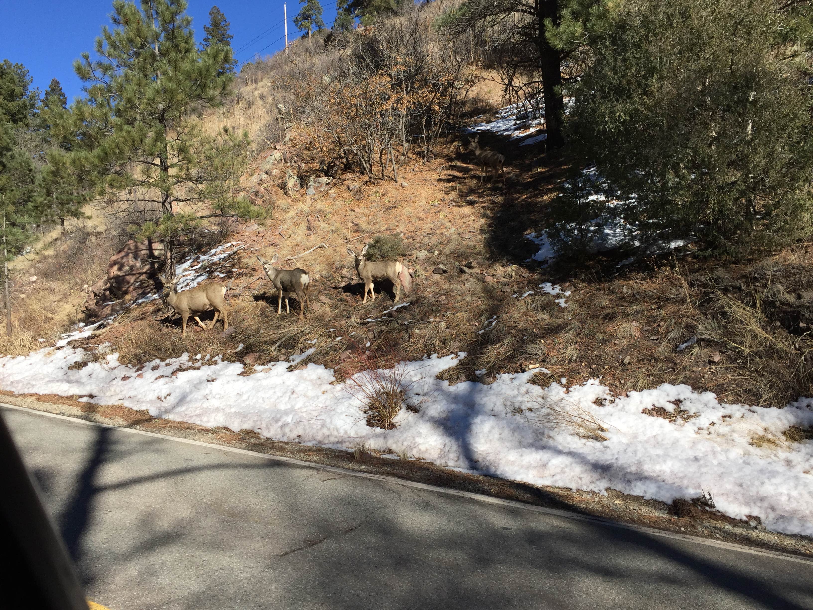 Camper submitted image from Tolby Campground — Cimarron Canyon State Park - 2