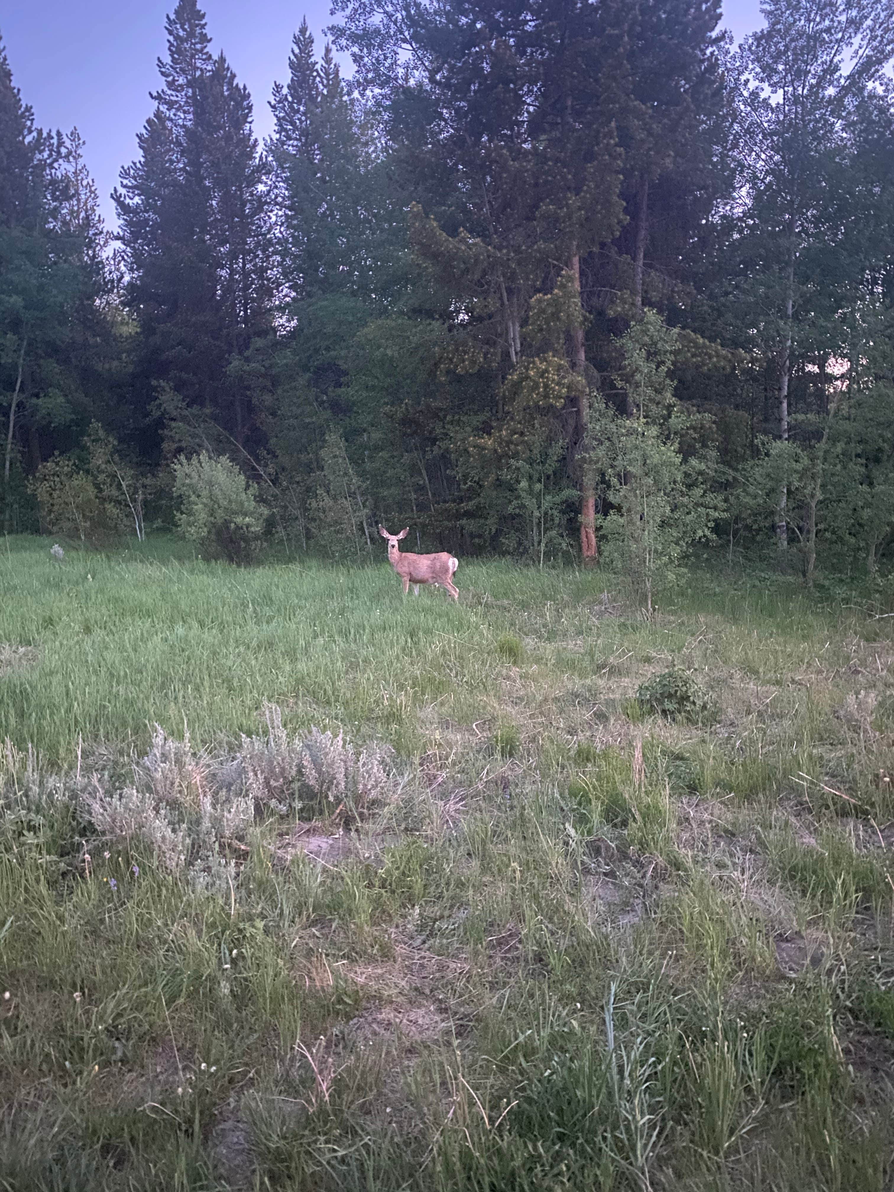 Camper submitted image from Spread Creek Dispersed Campground - 5