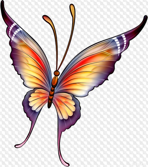 Colección de mariposa PNG con fondo transparente, muchas mariposas PNG