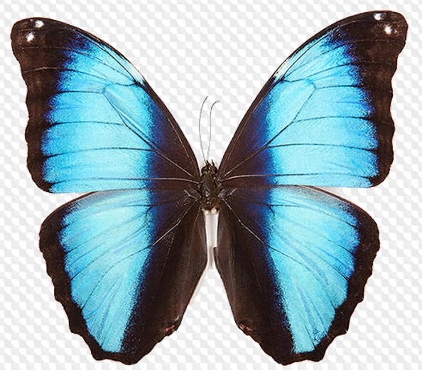 mariposas png sobre un fondo transparente