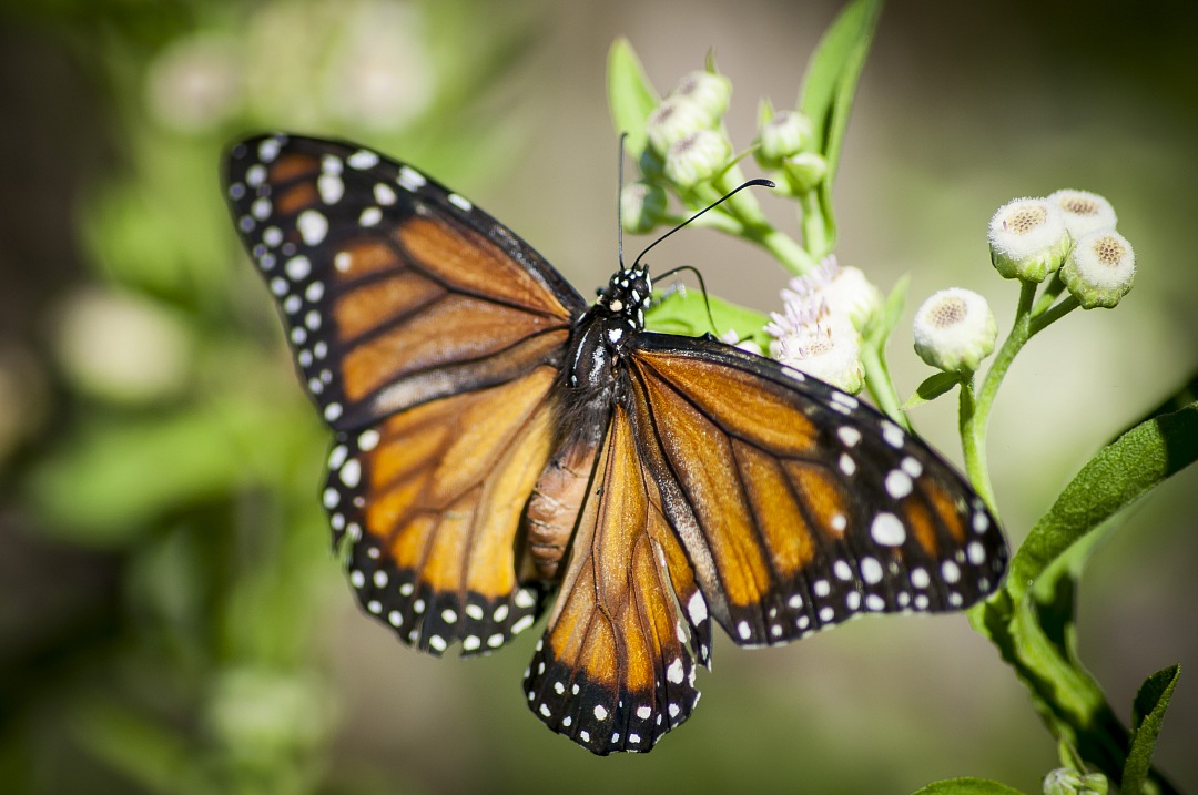 close-up of monarch butterfly