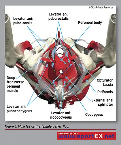 The Pelvic Floor Needs New PR - Physical Therapy Web