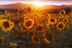 picography-sunflowers-field-sunset