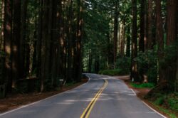 picography-forest-road