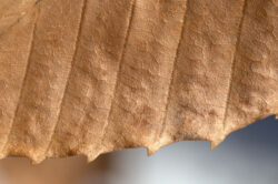 picography-macro-leaf-detail