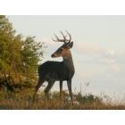 Canyon Lake: Deer at Canyon Lake