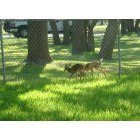 Canyon Lake: Two Newborn Fawns Spring 2009