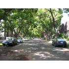 South Pasadena: Shady street of residential neighborhood in South Pasadena, CA