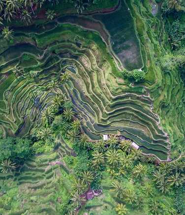 Rice terraces of Tegallalang in Indonesia