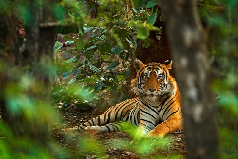 Bengal Tiger in Chitwan National Park