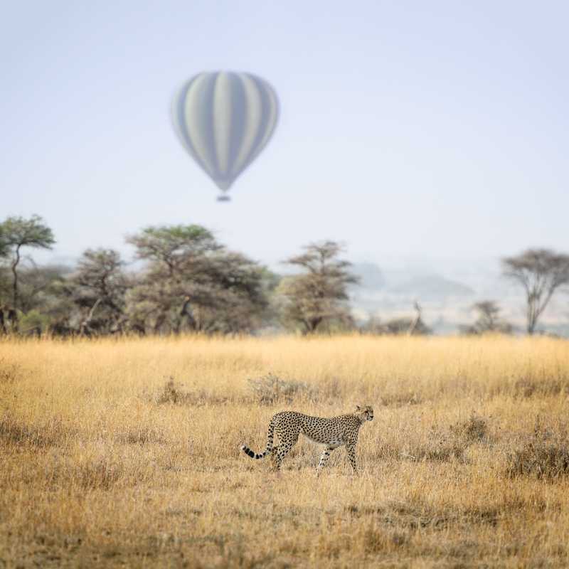 Cheetah and air baloon in Serengeti National Park