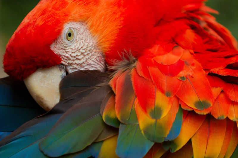 the-beautiful-colours-of-a-macaw