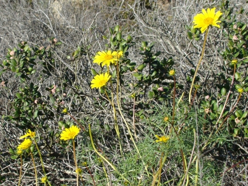 Torrey-Pines-07