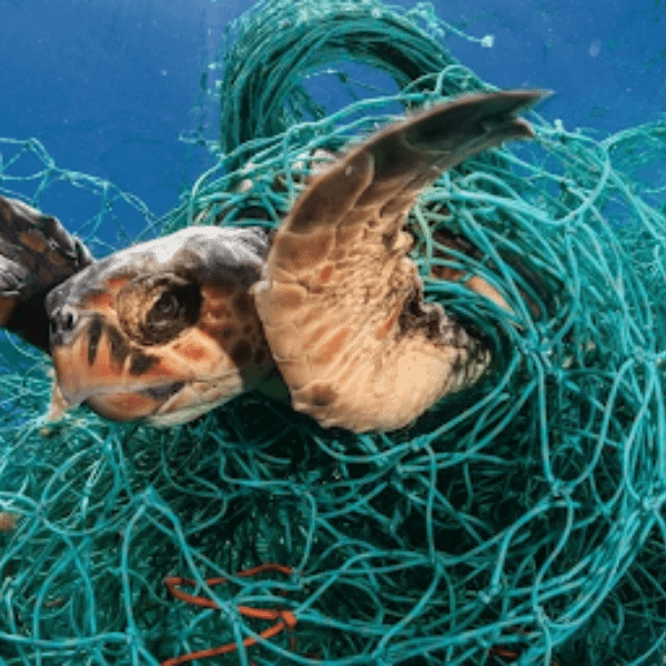 Ghost Fishing: The Silent Killer