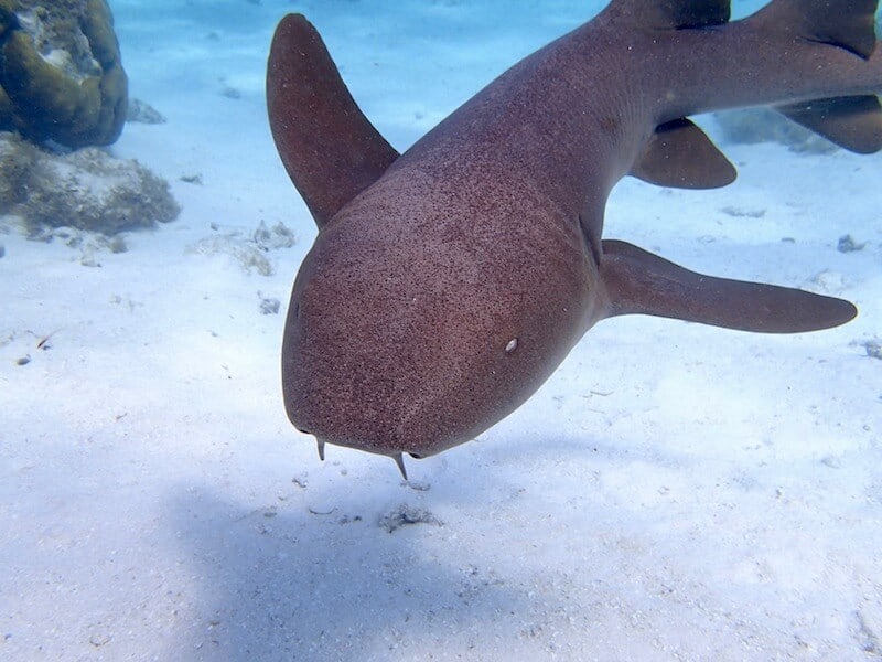 Creature Feature: Nurse Sharks