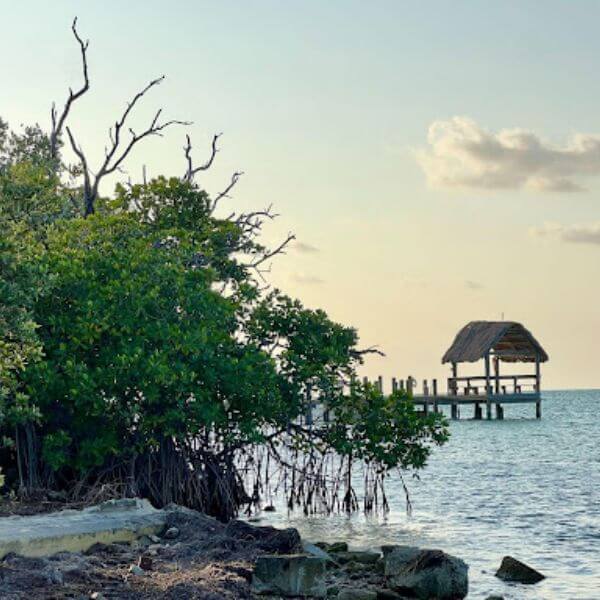 Marine Habitats: Mangroves