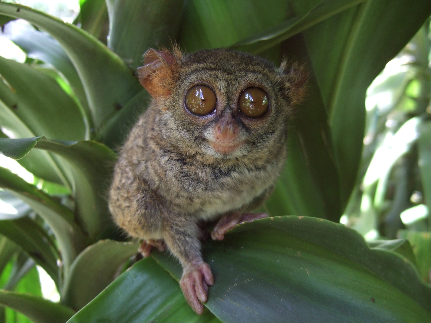 Tarsius tarsier Tandurusa zoo