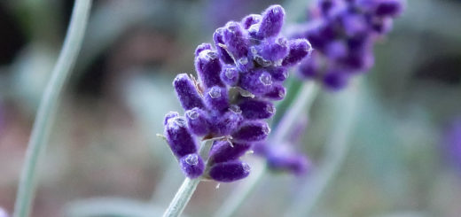 Lavender Infused Pillows