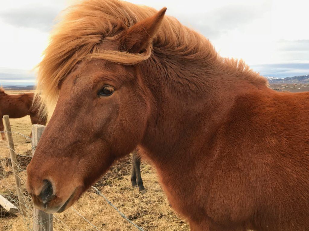 Iceland Horses