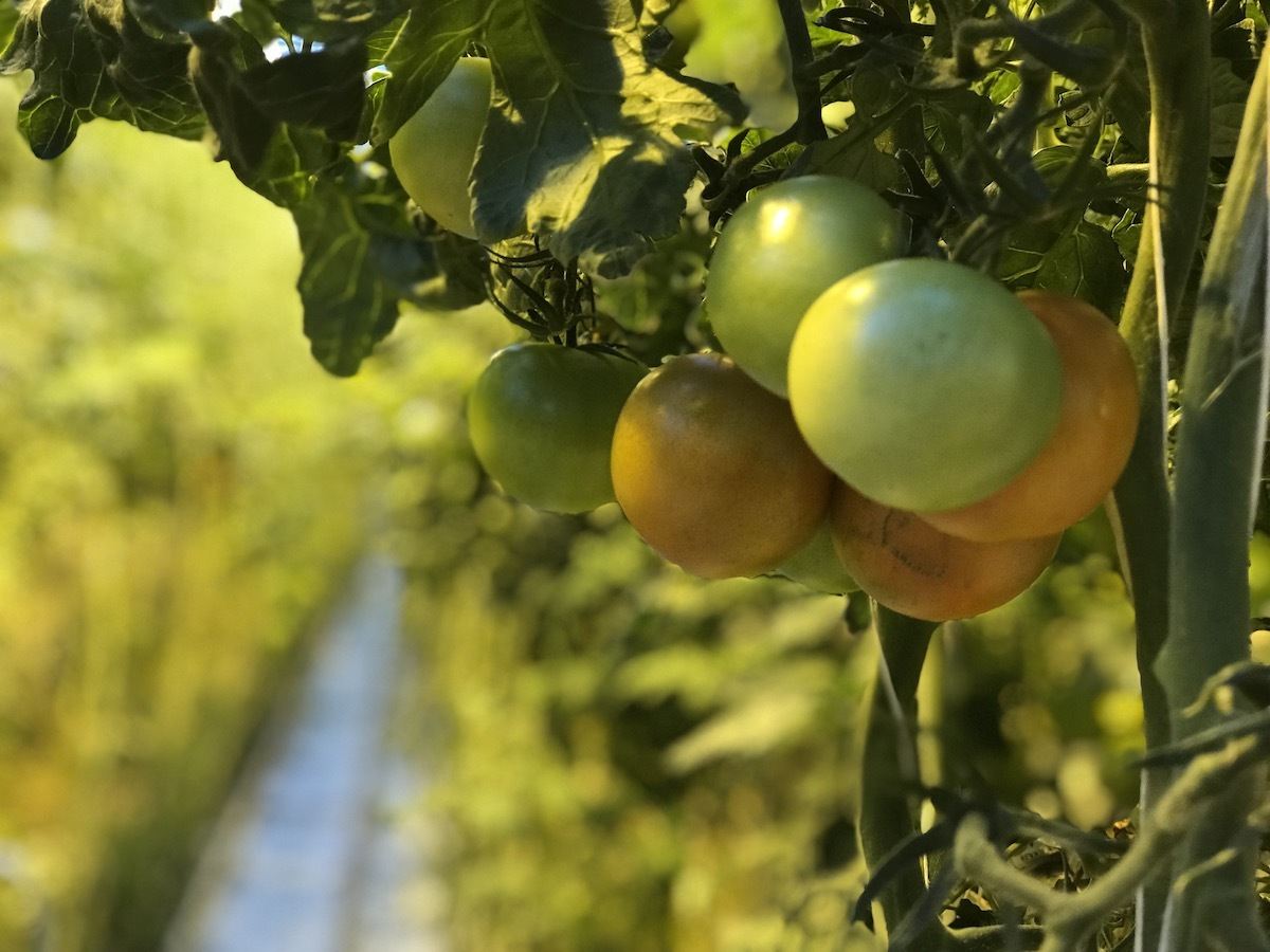 Freihemar Tomato Greenhouse