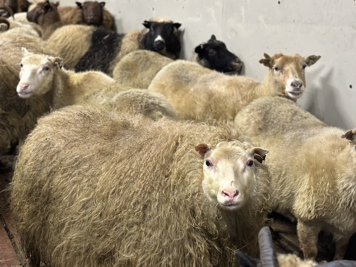 Hradastadir Farm, Iceland