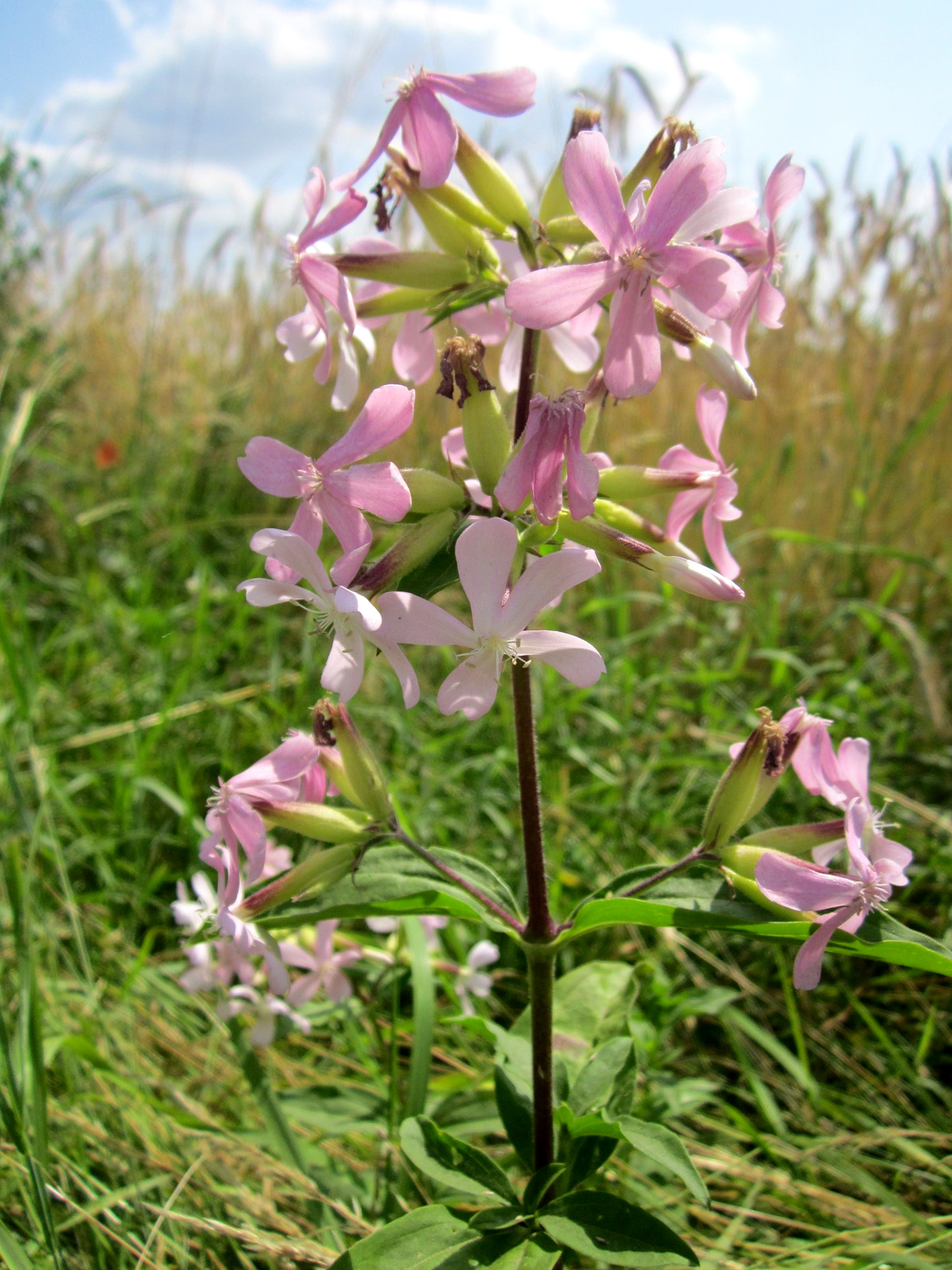 The Legend of Bouncing Betty – Soapwort