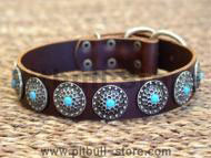 leather pit bull collar