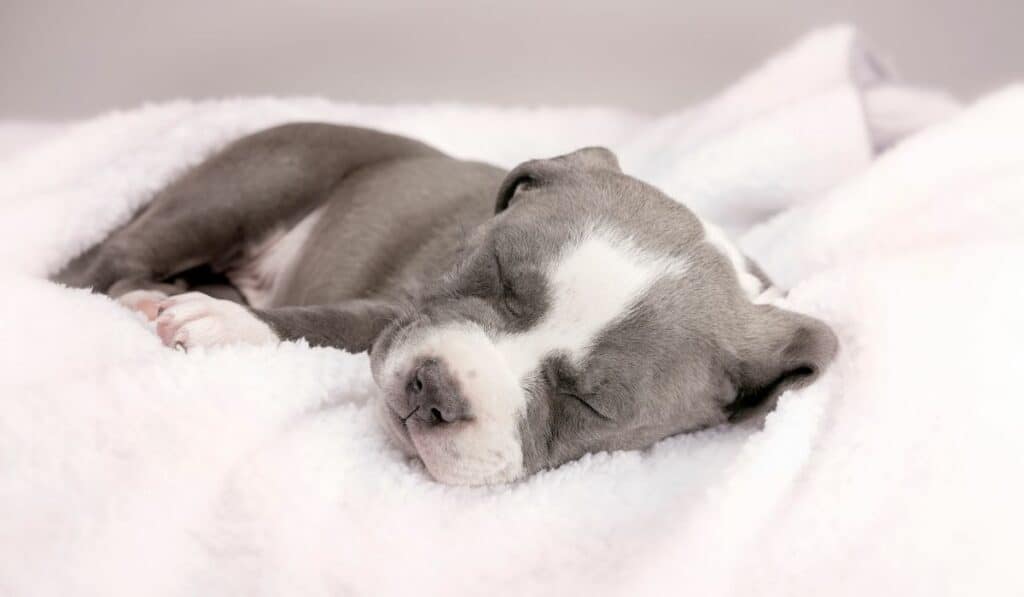 Do Pitbulls Sleep A Lot?