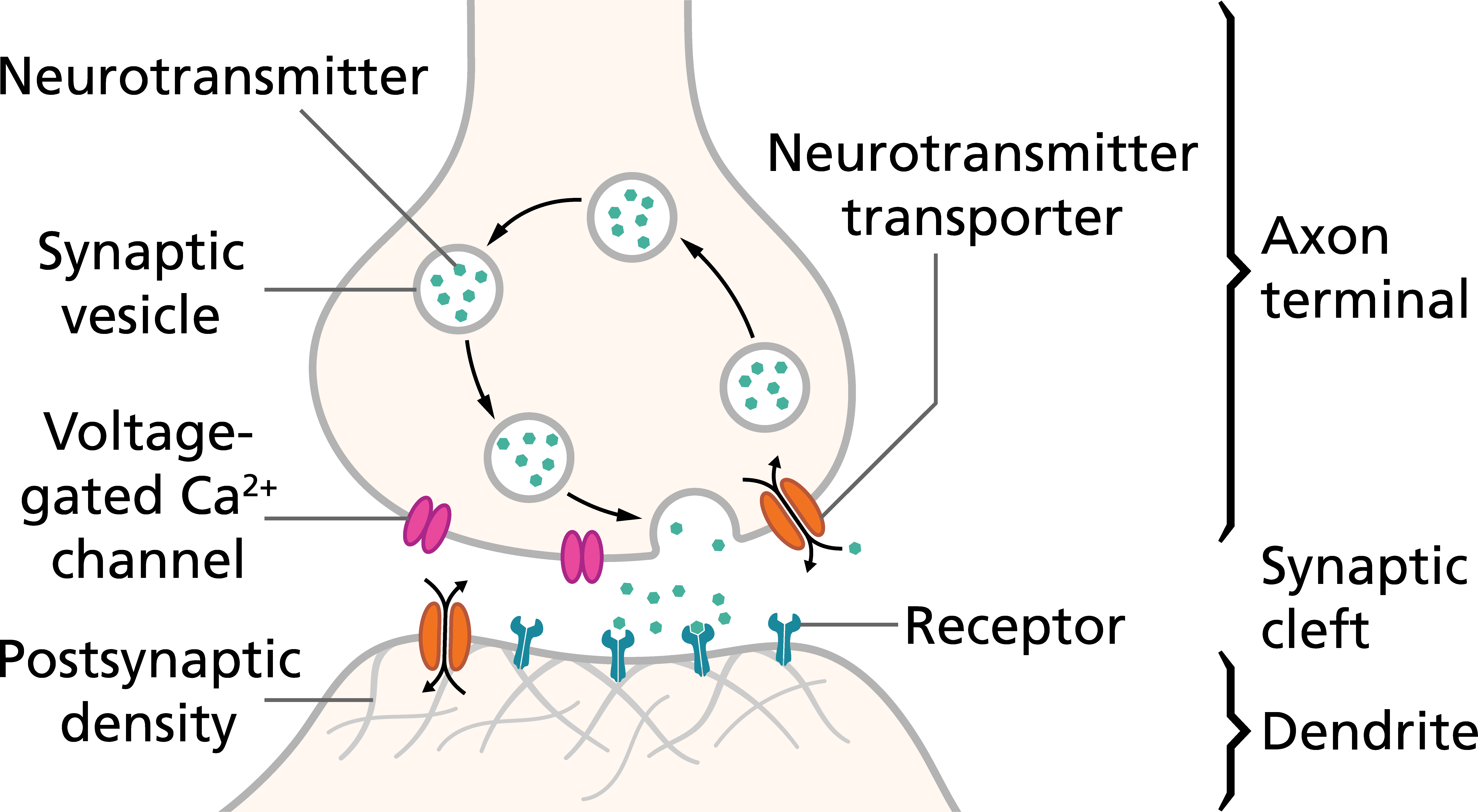 Transmission Across A Synapse Diagram Mybiologypal: Synapse