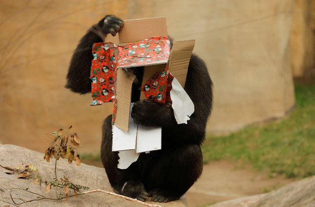 Wefa, 13, a female Western lowland gorilla, looks inside a Christmas box that contained food as a gift, after a caretaker dressed up as Santa Claus placed it in the enclosure of the family of gorillas, at Bioparc Fuengirola, in Fuengirola, Spain, on December 21, 2024. (Photo by Jon Nazca/Reuters)