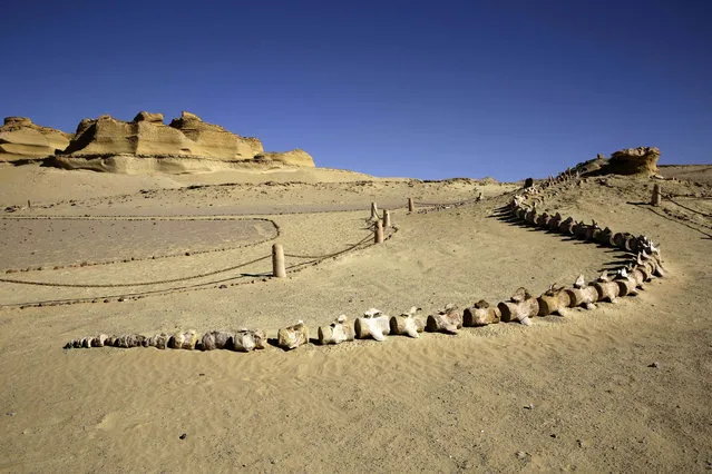 Fossilized whale bones are on display  outside the Wati El Hitan Fossils and Climate Change Museum, a UNESCO natural World Heritage site, on the opening day, in the Fayoum oasis, Egypt, Thursday, January 14, 2016. Egypt has cut the ribbon on the Middle East's first fossil museum housing the world's largest intact skeleton of a "walking whale" in an attempt to attract much-needed tourists driven off by recent militant attacks. The construction of the much-hyped Fossils and Climate Change Museum was covered a 2 billion euros (2. 17 billion dollars) grant from Italy, according to Italian Ambassador Maurizio Massari. (Photo by Thomas Hartwell/AP Photo)