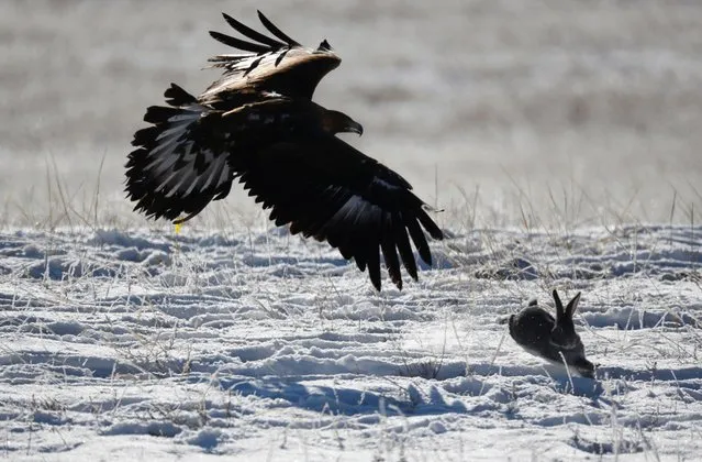 A tamed golden eagle chases a rabbit during a traditional hunting contest outside the village of Kaynar in Almaty region, Kazakhstan on December 8, 2019. (Photo by Pavel Mikheyev/Reuters)