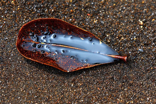 Oil pools in a leaf on the beach following an oil slick at Tanjong Beach in Sentosa, Singapore on June 15, 2024. (Photo by Edgar Su/Reuters)