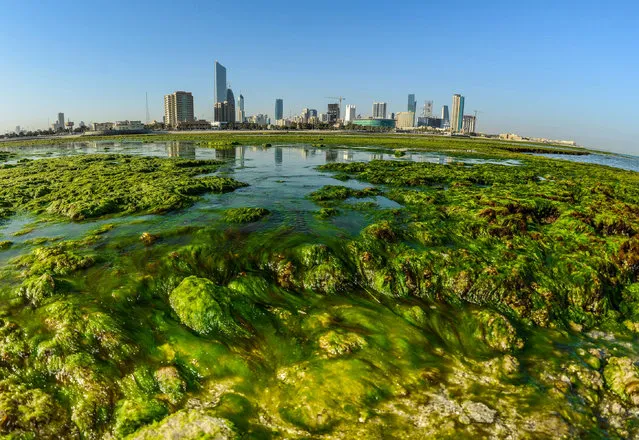 Green algae sits on a beach in Kuwait City, Kuwait, 28 February 2017. The formation of green algae is a normal phenomenon that occurs every year at the shores of Kuwait. (Photo by Raed Qutena/EPA)