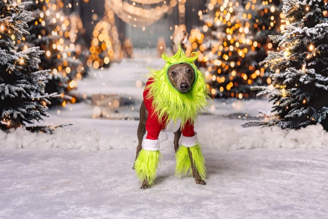 Daniel Sheridan, a council worker from Poole, Dorset, runs a side hustle snapping dogs living their best lives in the second decade of December 2024. (Photo by Daniel Sheridan/South West News Service)