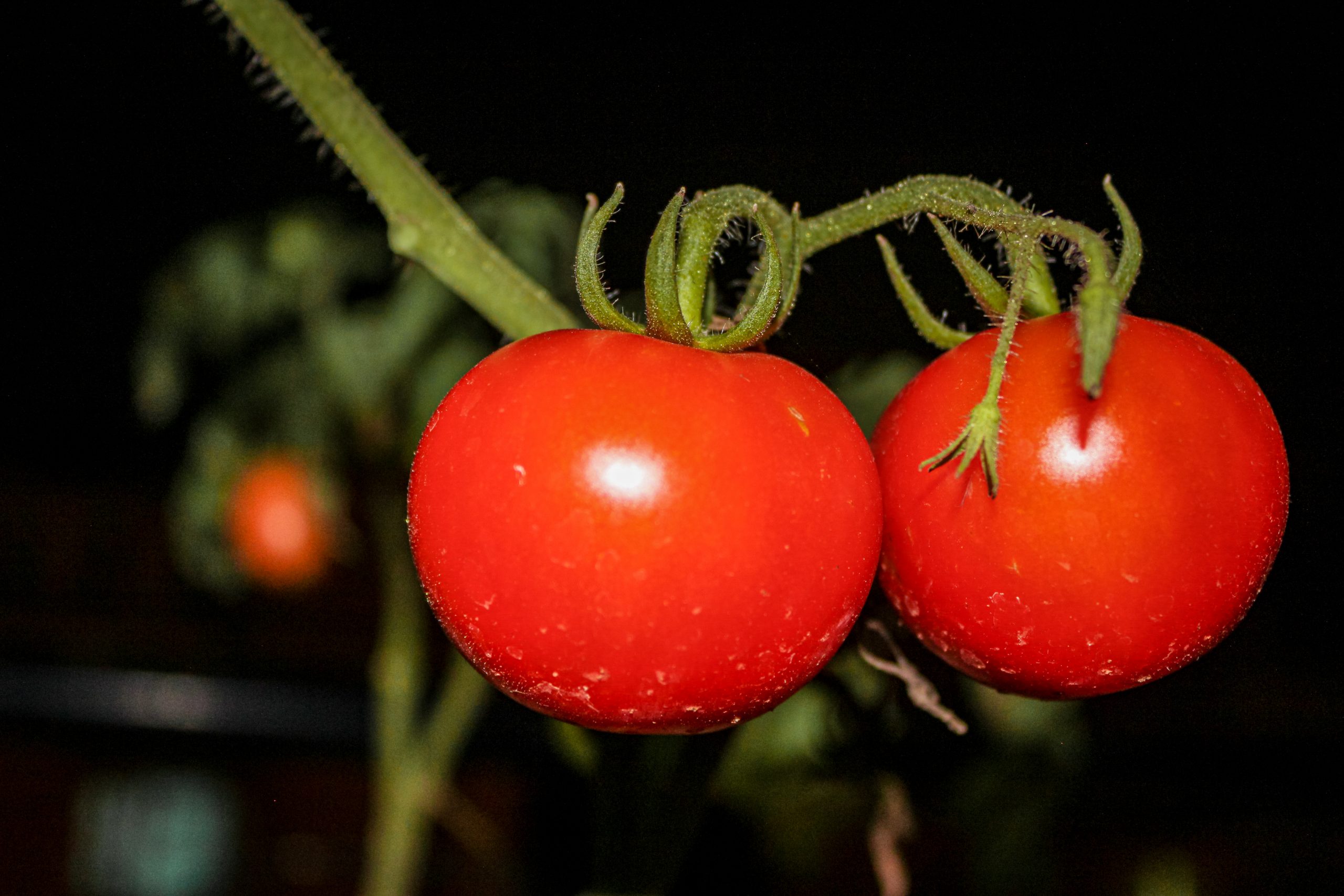 A tomato plant