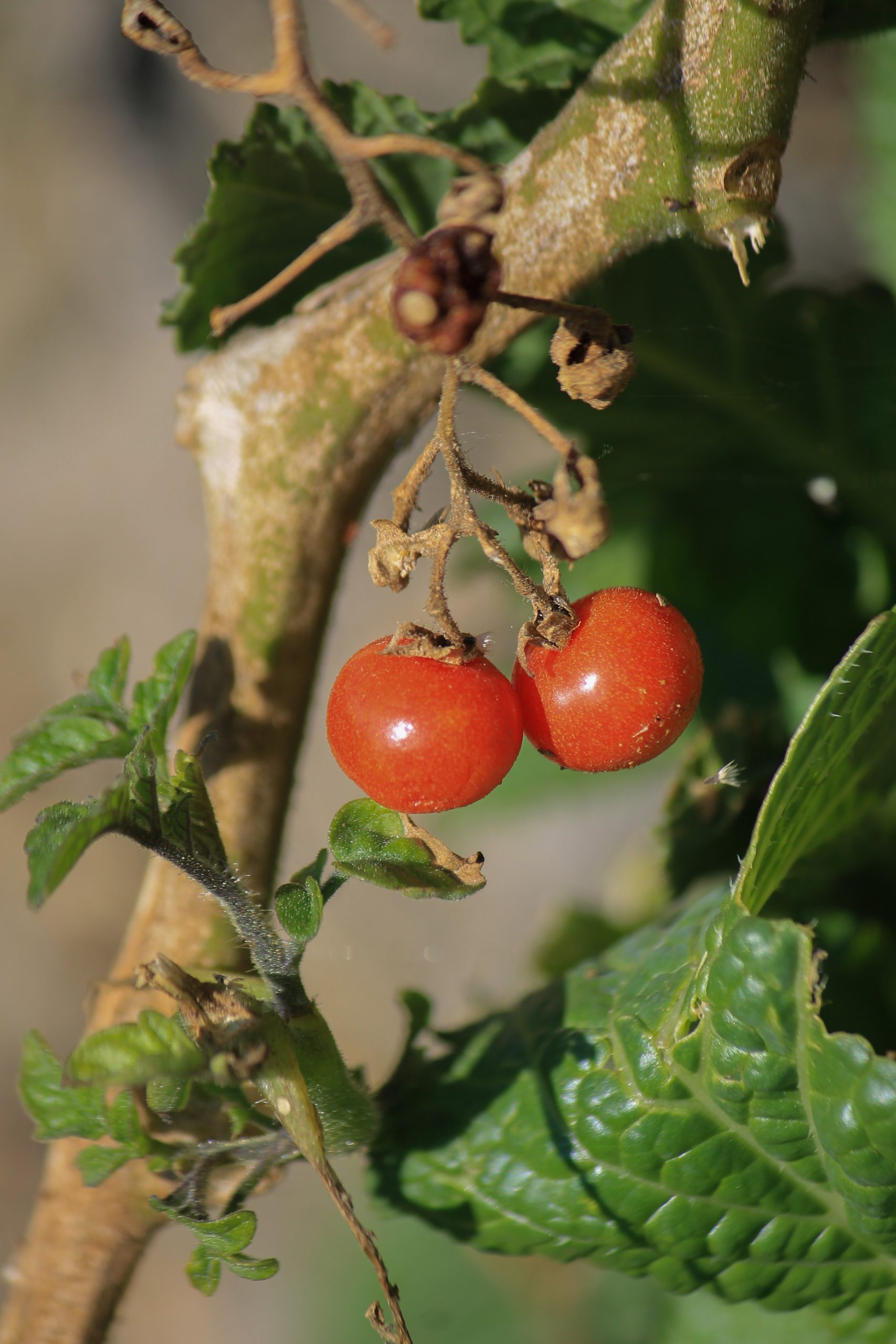 tomatoes on a plant