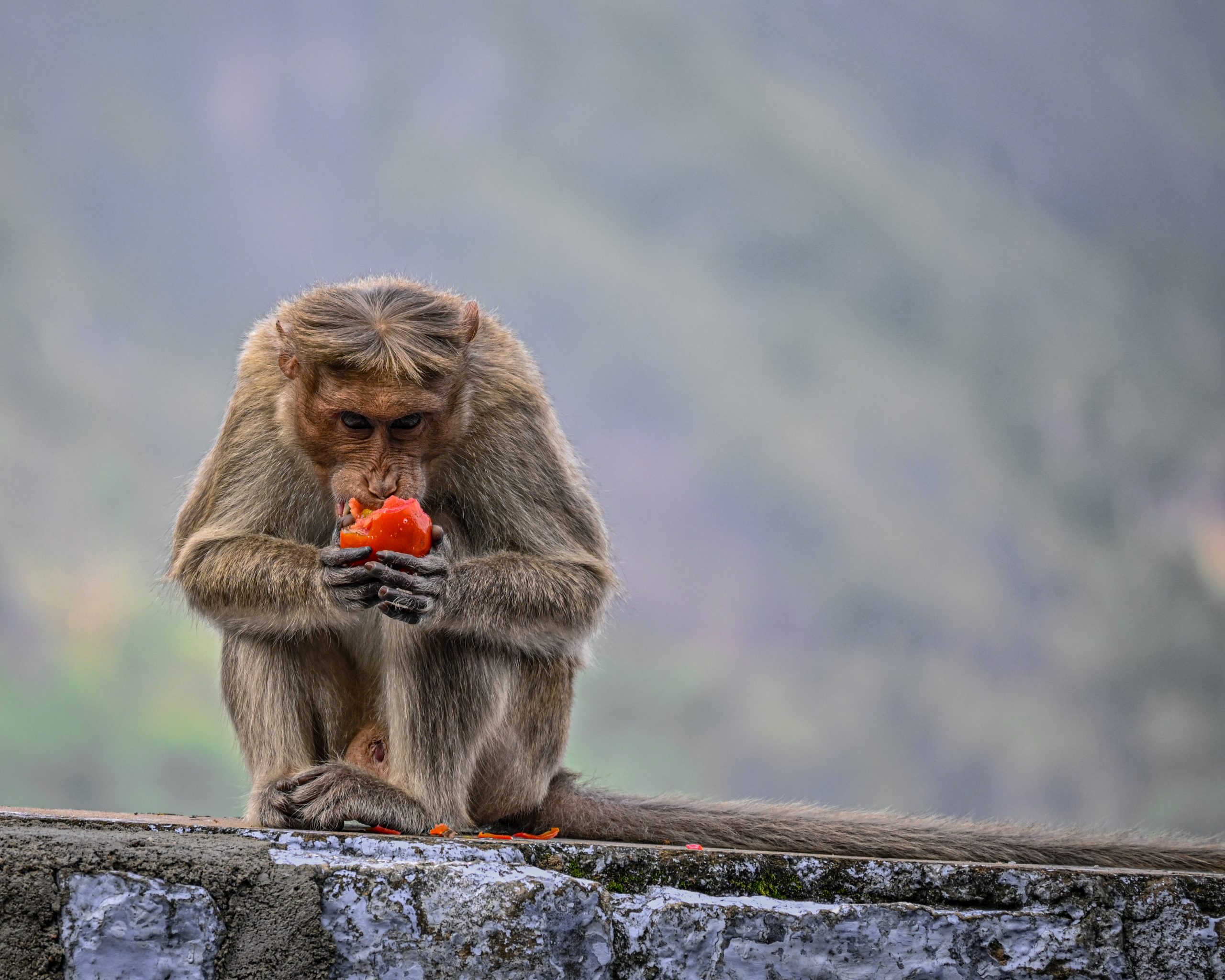 monkey eating tomato