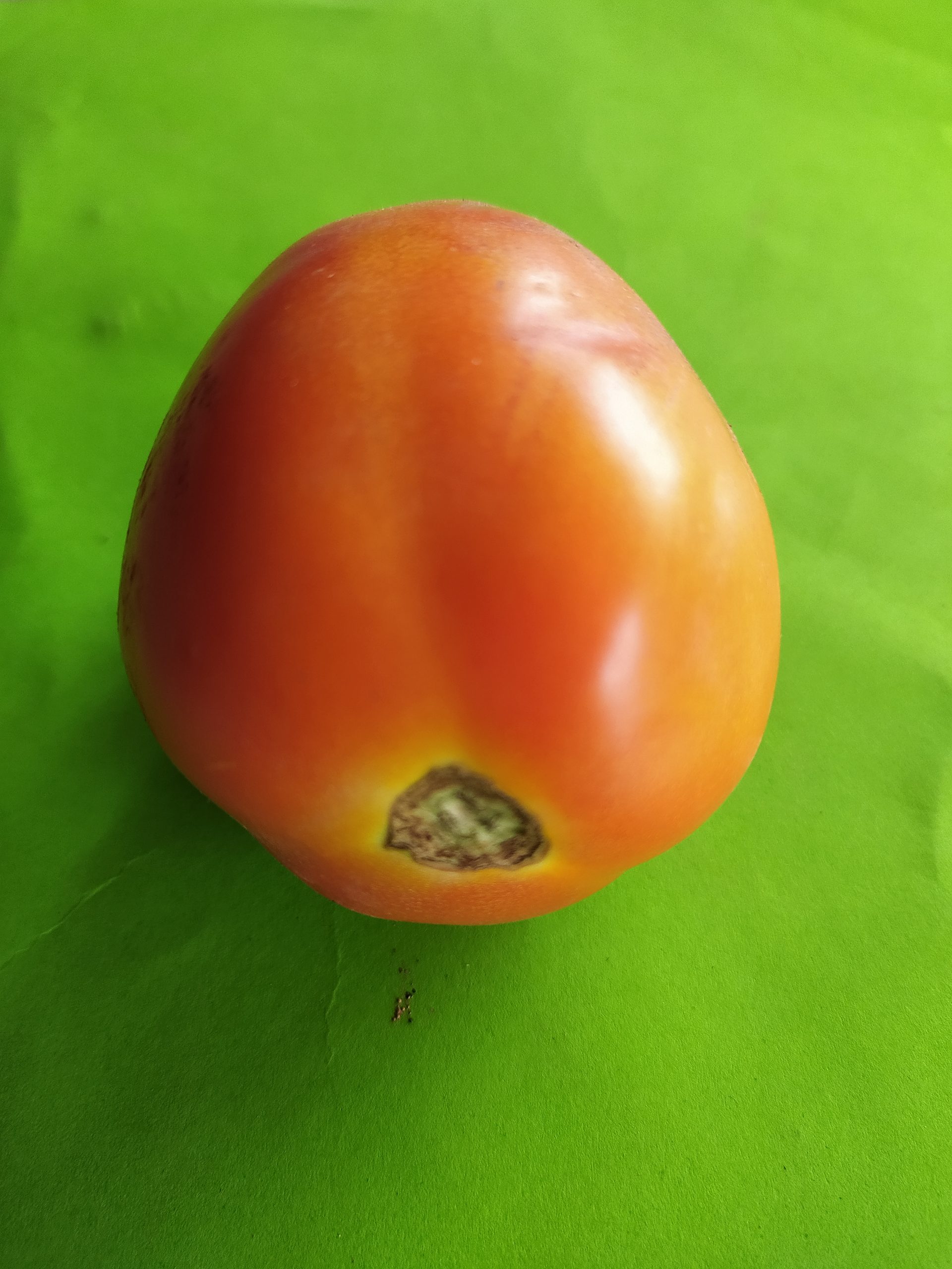 Tomato