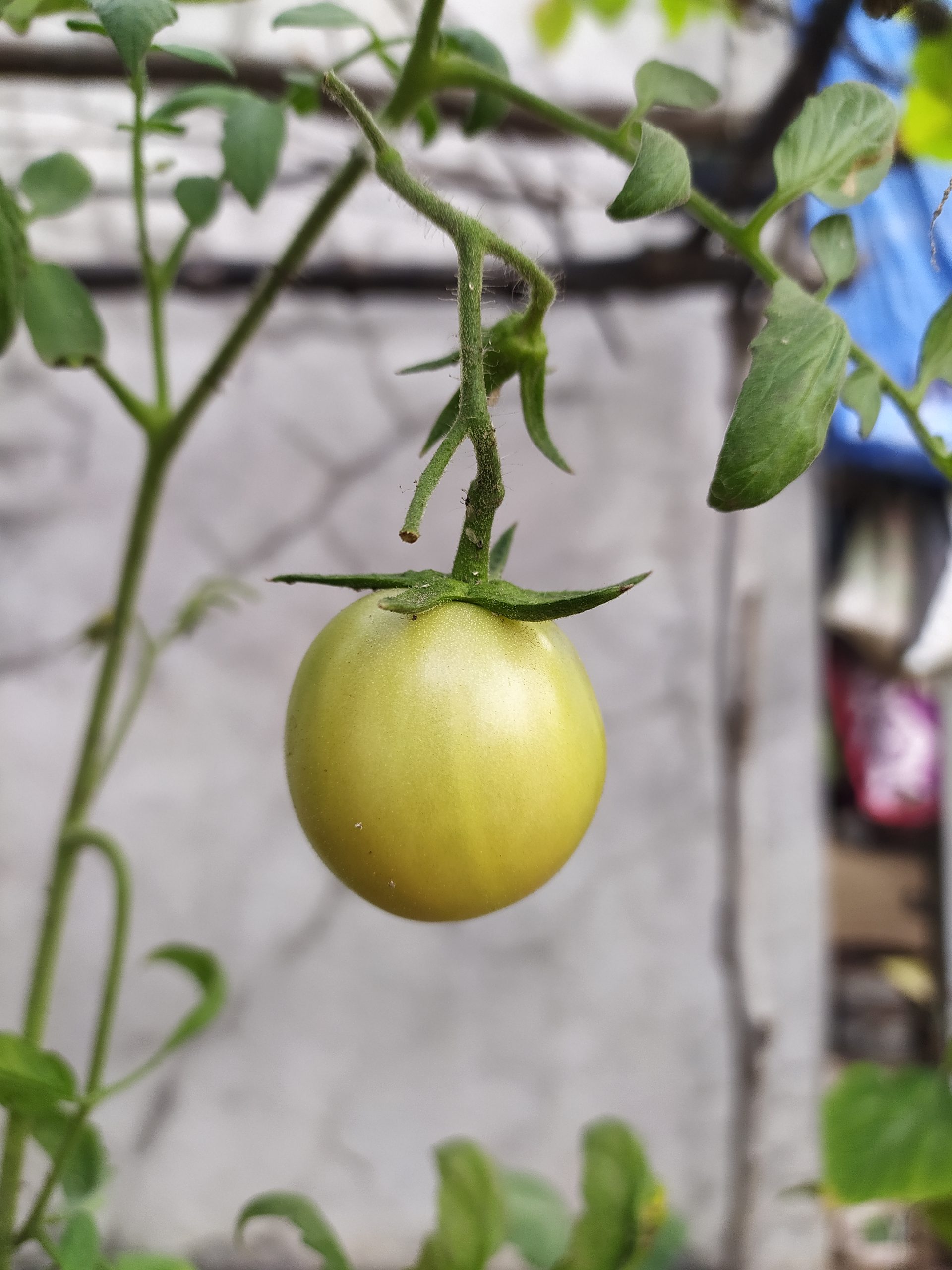 Tomato