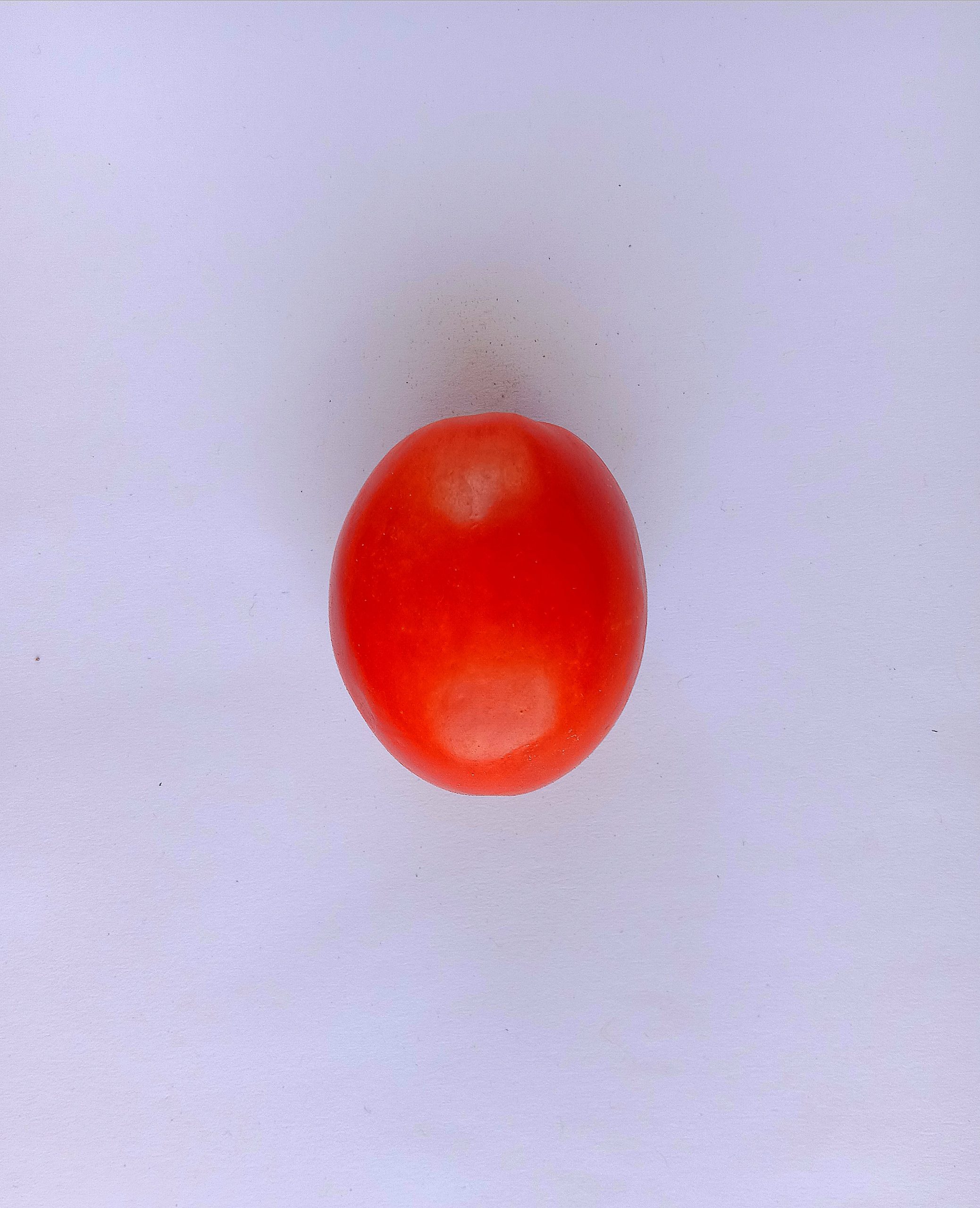 tomato fruit