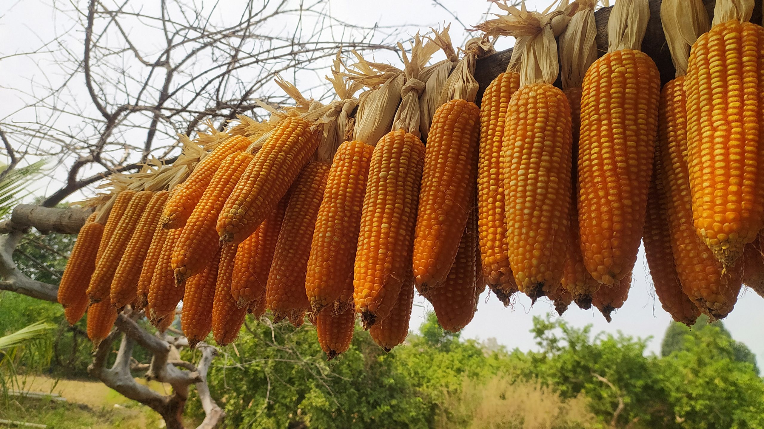 Maize hanging on wood block