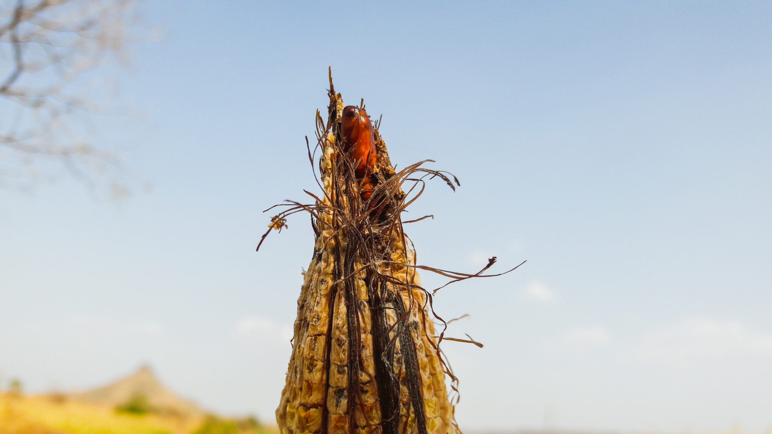 Insect over the corn crop