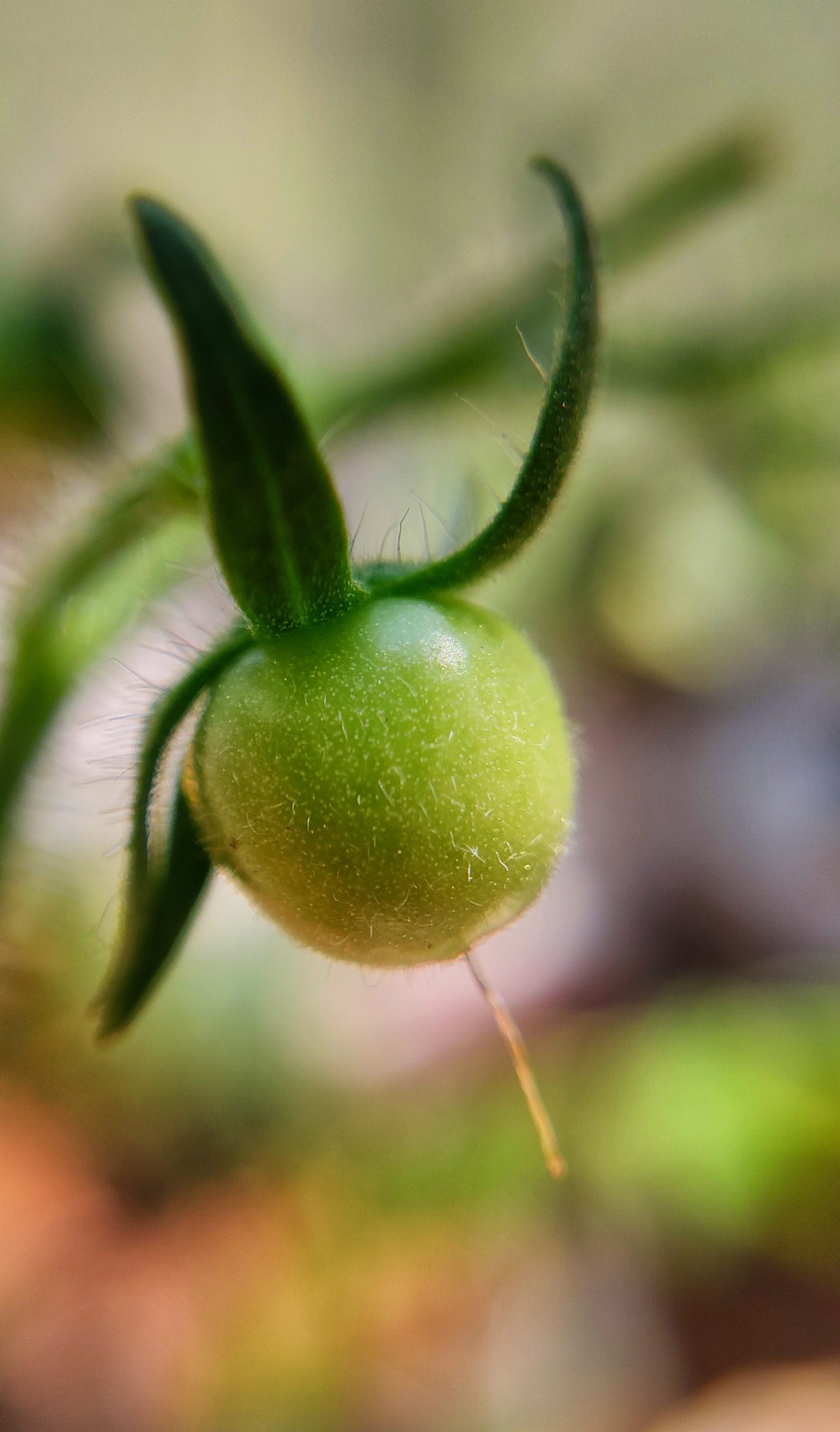 A growing tomato