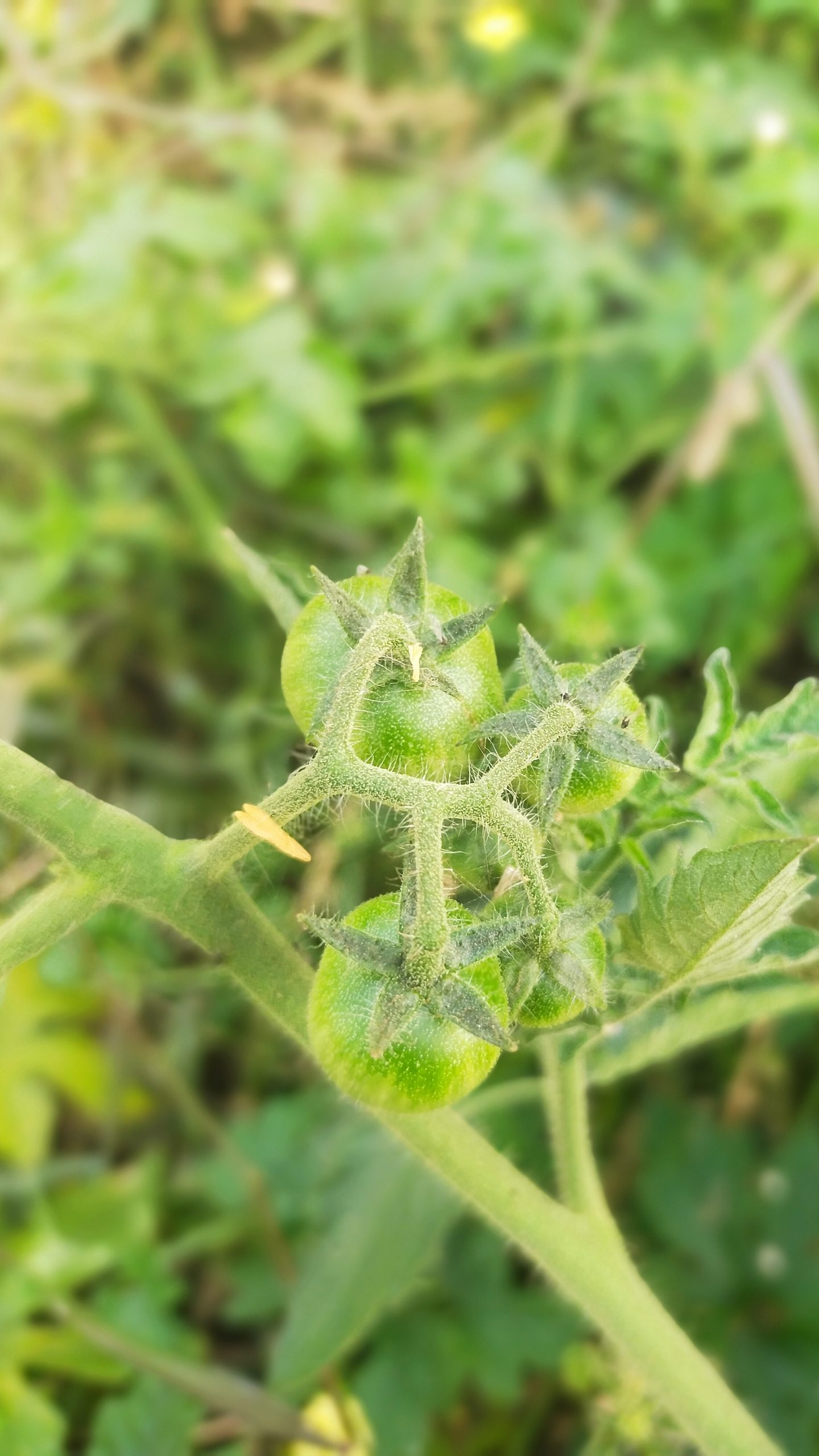 A tomato plant