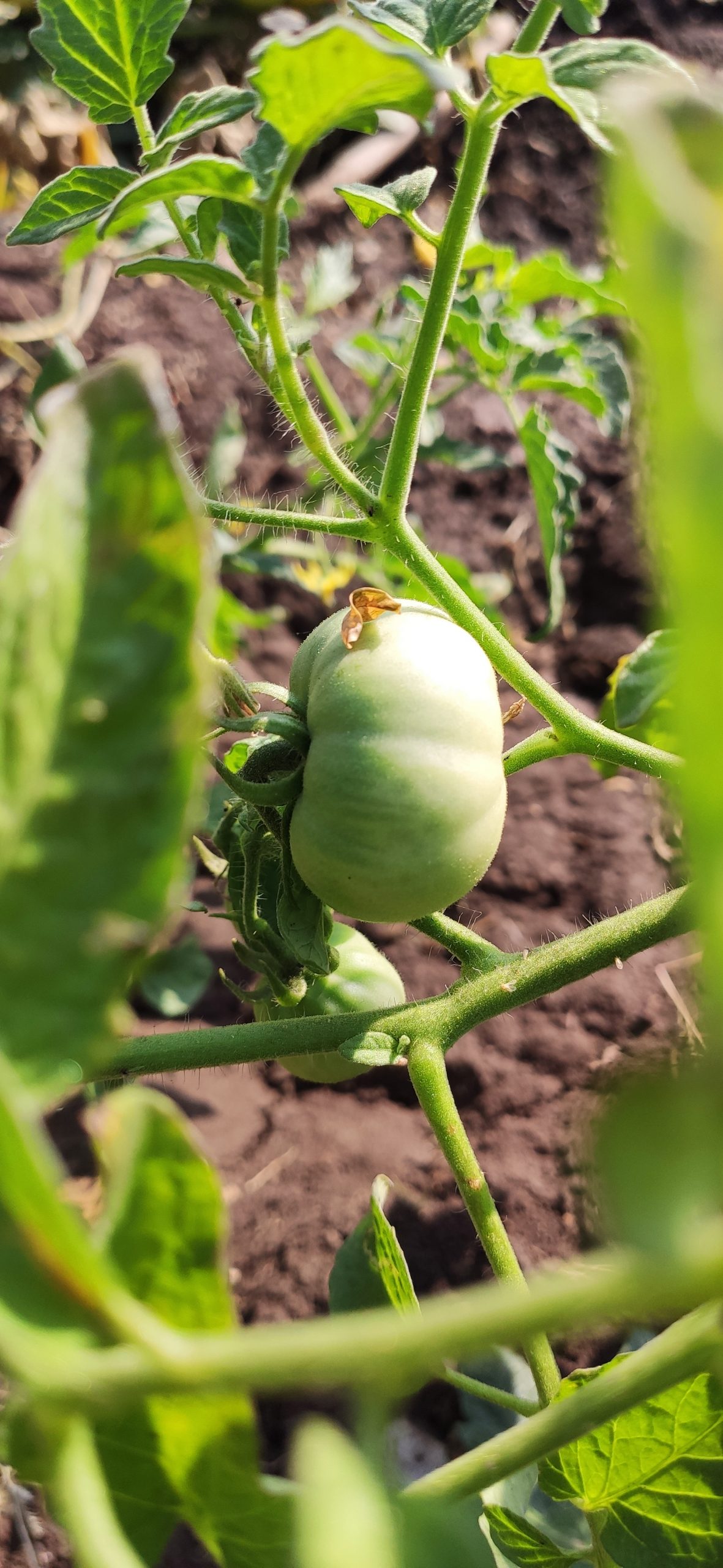 Green tomato on the plant