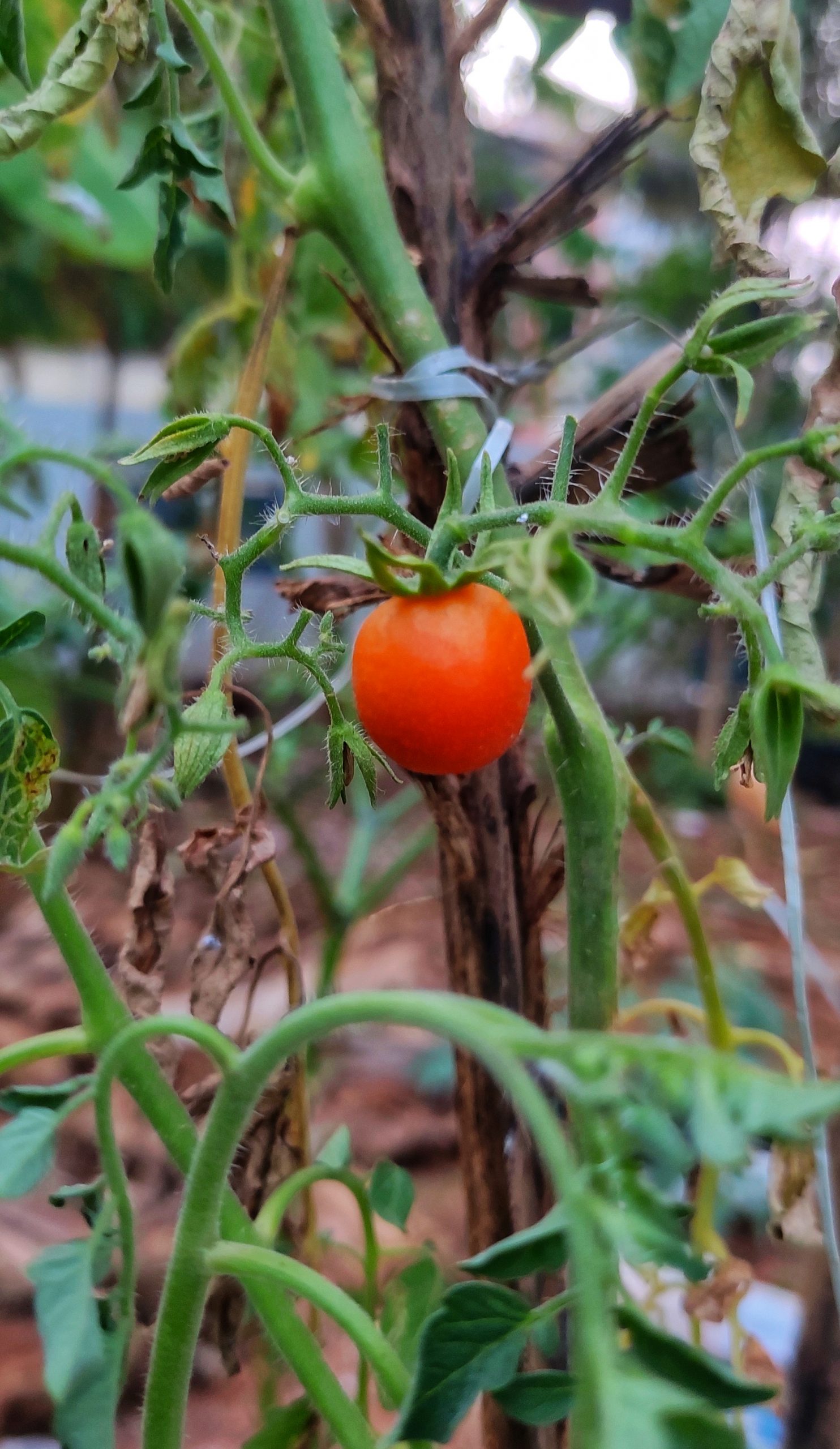 Tomato fruit