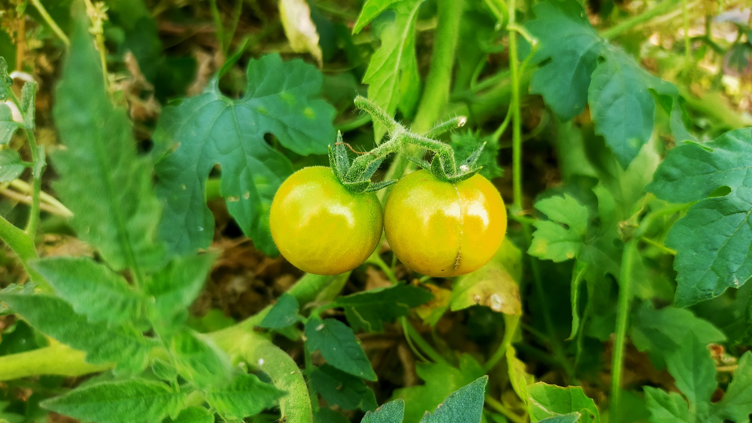 Tomatoes on plant